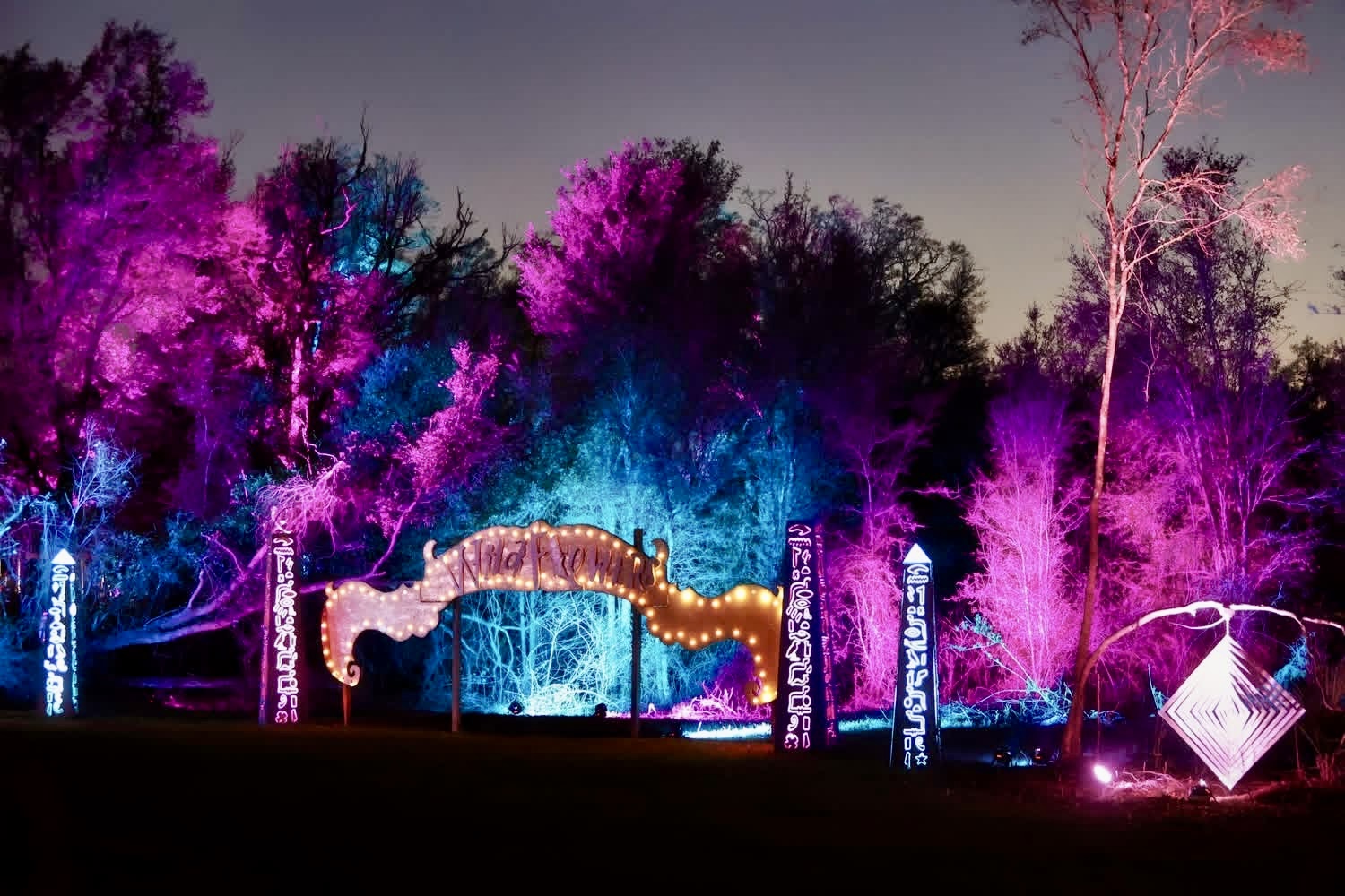 Purple Tree Uplighting